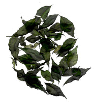 CURRY LEAVES - CURRY PATTA - Aurana Foods